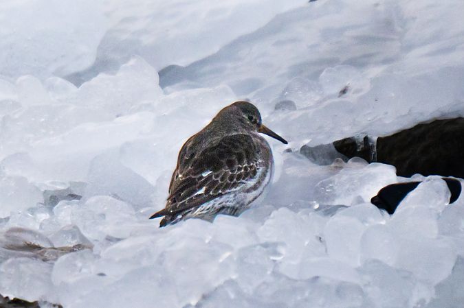 biegus morski  - Michal Jadzyn