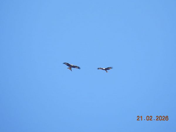 Nibbio reale  - Gabriella Pignattone