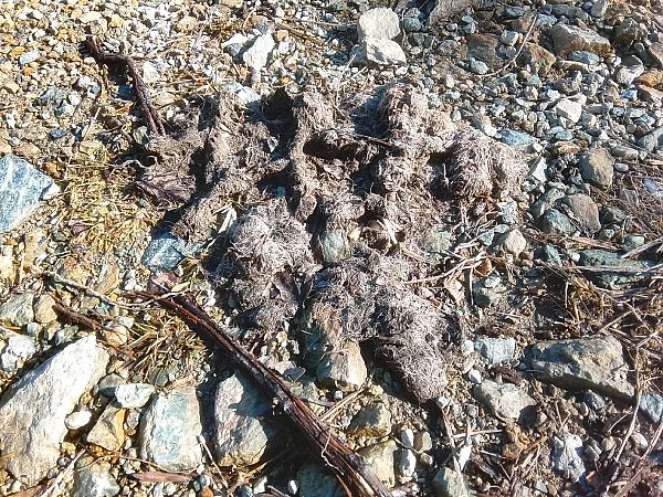 Lupo  - Davide Parodi