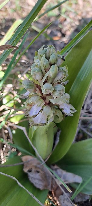 Himantoglossum robertianum  - Marc et M-Joëlle Silvestre