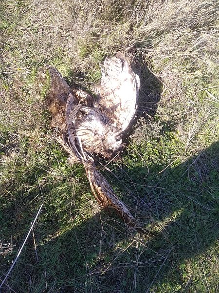 Duc  - Antoni Ferro de La Fuente