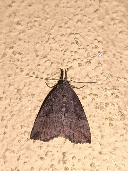 Hypena rostralis  - Mirko Tomasi