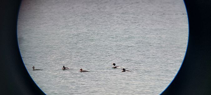 szlachar  - Arkadiusz Stelmach