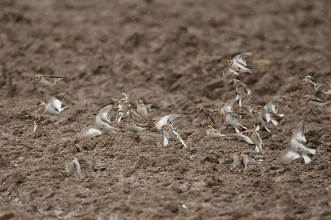 śnieguła  - Michał Piotrowski