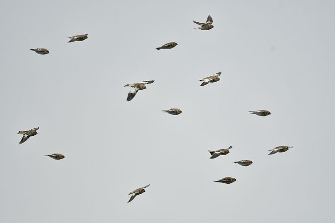 Schneeammer  - Michał Piotrowski