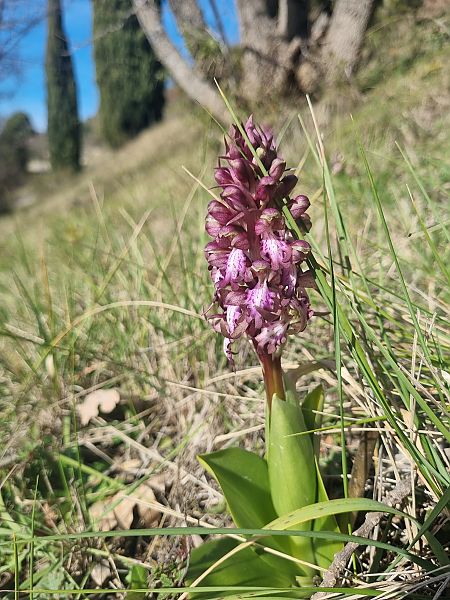 Himantoglossum robertianum  - Guillaume Durand