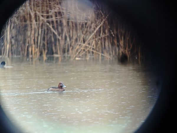 Fuligule nyroca  - Marina Warwas