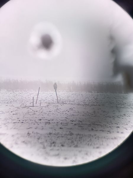 Buse féroce  - Riccardo Pianezza