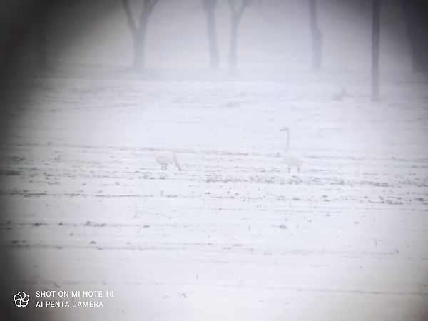 łabędź krzykliwy  - Michał Kowalczuk