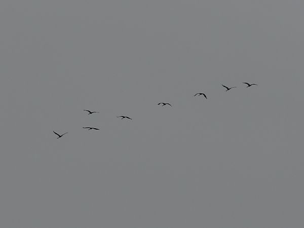 żuraw  - Marek Pacuk