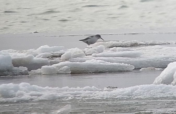 biegus zmienny  - Arkadiusz Stelmach