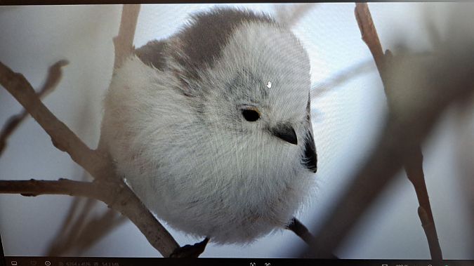 Codibugnolo testabianca  - Konrad Gräter