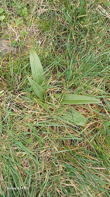 Himantoglossum hircinum  - Sabrina Lepelletier
