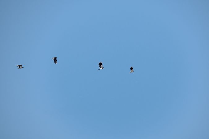 Pavoncella  - Rubino Pa No