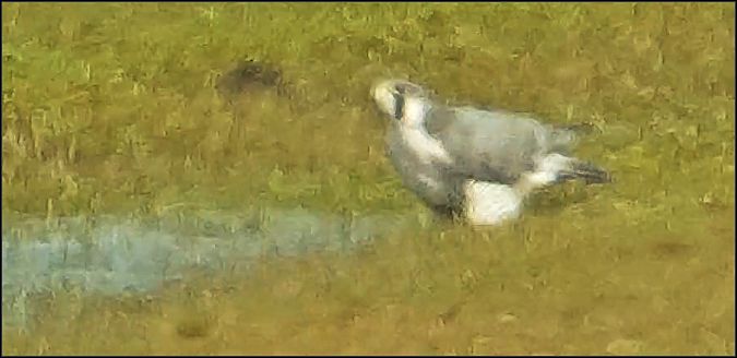 Falco pellegrino siberiano  - Giuseppe Di Lieto