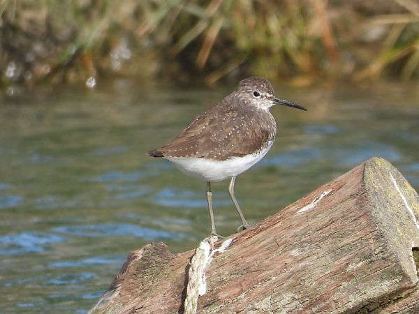 Piro-piro culbianco  - Andrea Sorrentino