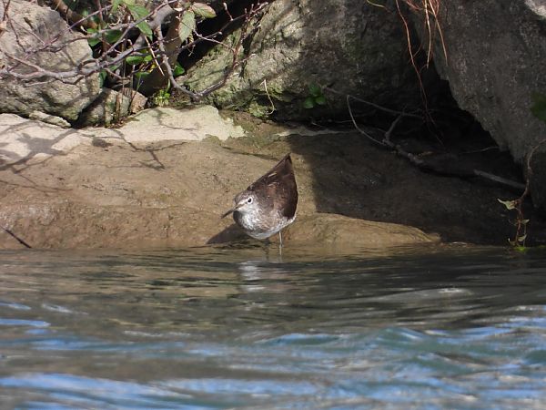 Piro-piro culbianco  - Andrea Sorrentino