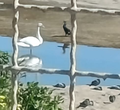 Cigno reale  - Gianluca Congi