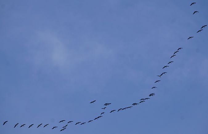 Gru  - Lorenza Venturini