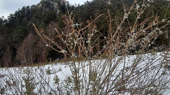 Buddleja davidii  - Maria Festa (FVG)