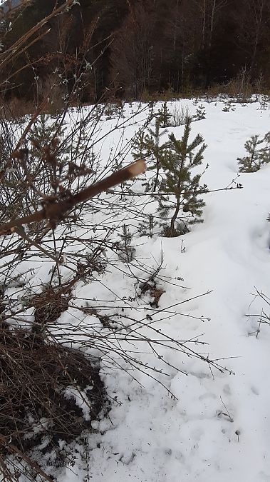 Buddleja davidii  - Maria Festa (FVG)