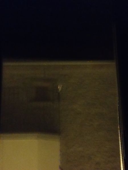 Òliba  - Robert Manzano