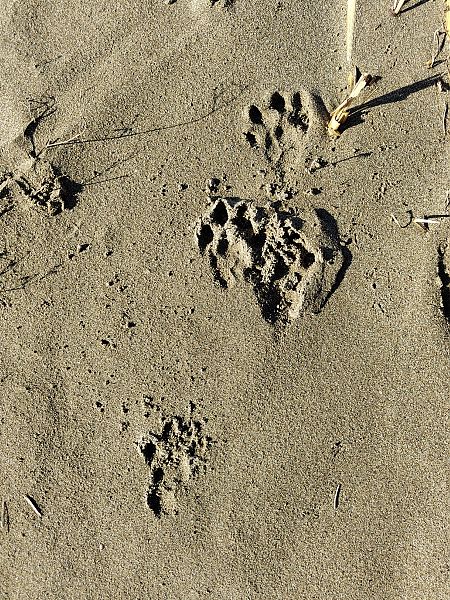 European Otter  - Mariano Cebolla Borrell
