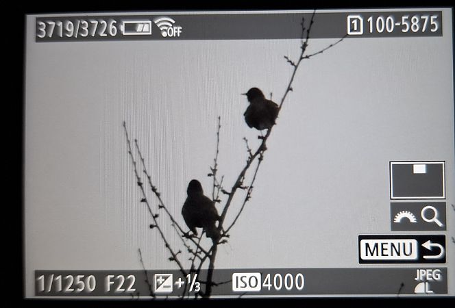 Common Starling  - Tomasz Doroń