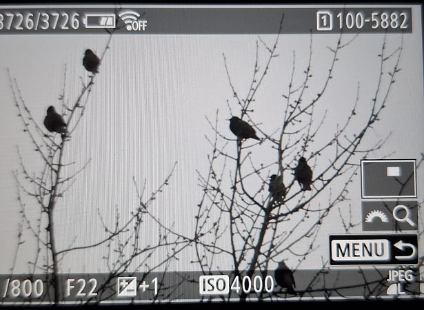 szpak  - Tomasz Doroń