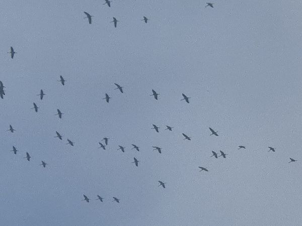 Kranich  - Alessio Mannello