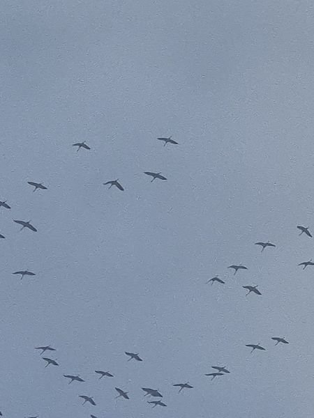 Gru  - Alessio Mannello