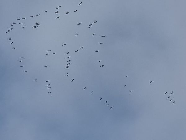 Gru  - Alessio Mannello