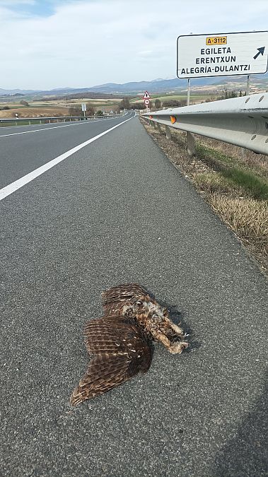 Urubi arrunta  - Azaitz Unanue