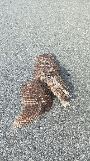 Urubi arrunta  - Azaitz Unanue