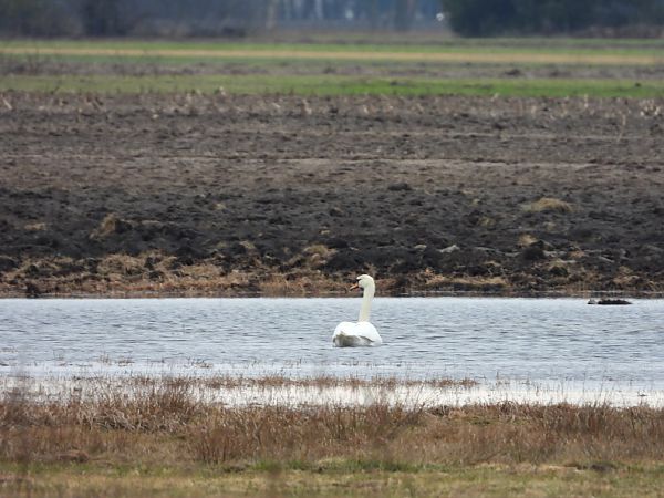 łabędź niemy  - Adrian Dudkiewicz