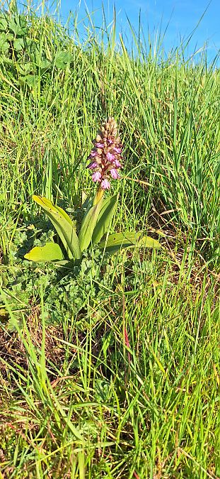 Himantoglossum robertianum  - Yolande Lansonneur