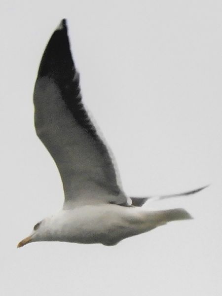 Zafferano  - Massimo Tassinari