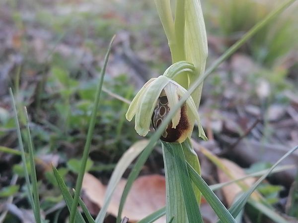 Ophrys sphegodes  - Jean Charles Poncet
