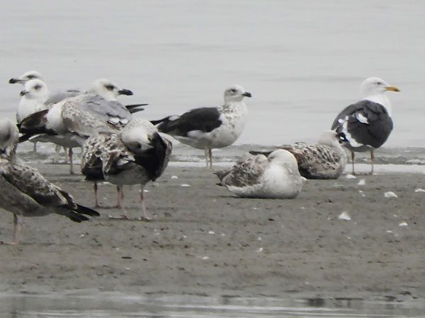 Zafferano  - Massimo Tassinari