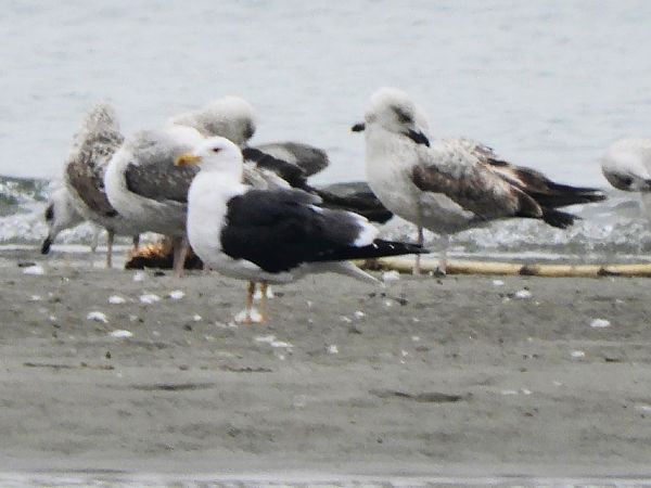 Zafferano  - Massimo Tassinari