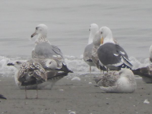 Zafferano  - Massimo Tassinari