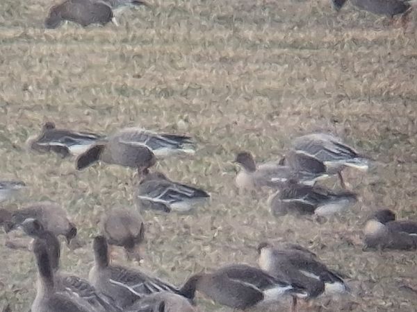 Kurzschnabelgans  - Wojciech Siuda