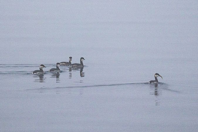 Grèbe esclavon  - Viehböck Helga