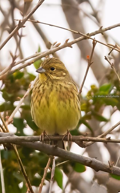 Gratapalles  - Jose Molis