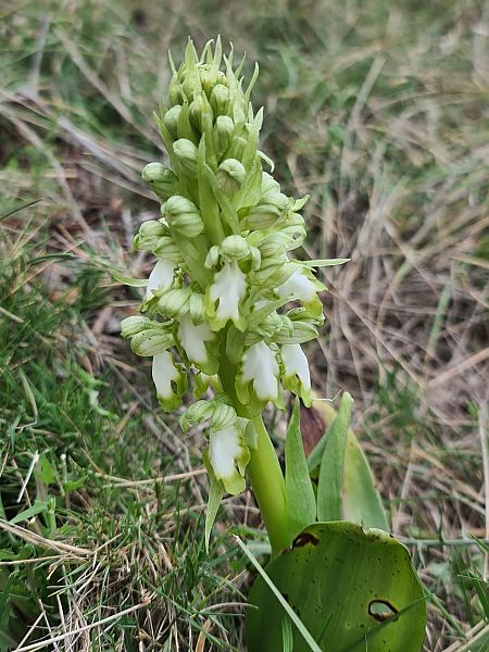 Himantoglossum robertianum  - Christian Fleury