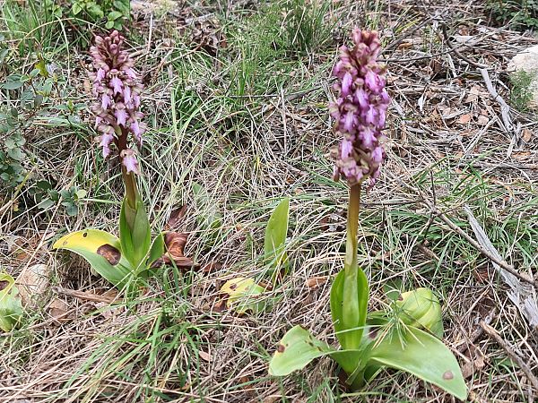 Himantoglossum robertianum  - Christian Fleury