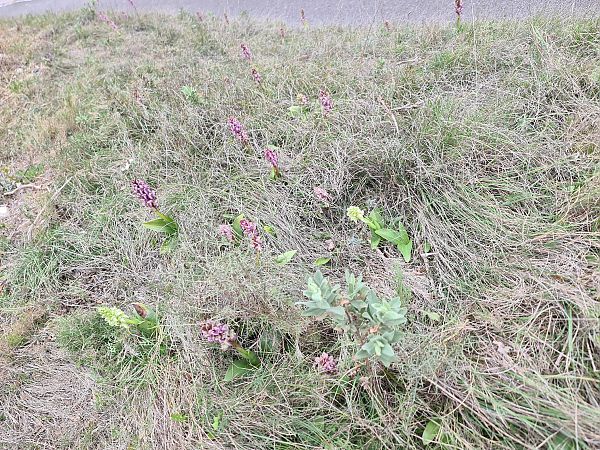 Himantoglossum robertianum  - Christian Fleury