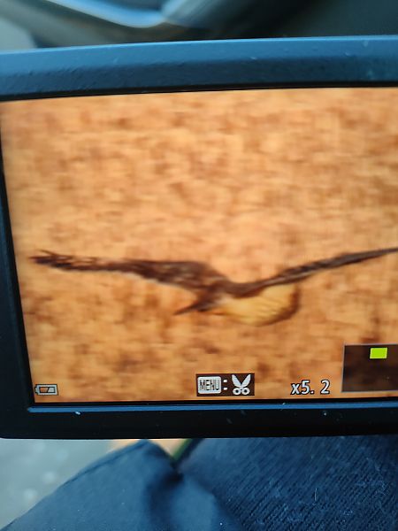 Sumpfohreule  - Roman Kempa