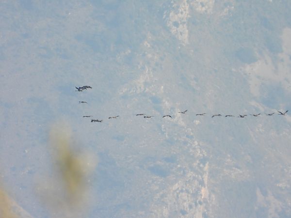 Gru  - Andrea Sorrentino