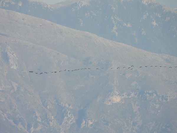 Gru  - Andrea Sorrentino